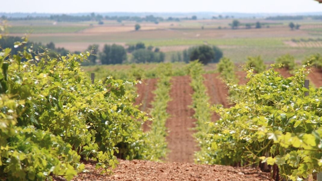 investigacion-suelos-viticolas-de-castilla-la-mancha