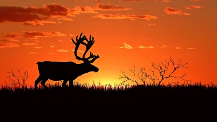 historia caza y alimentación