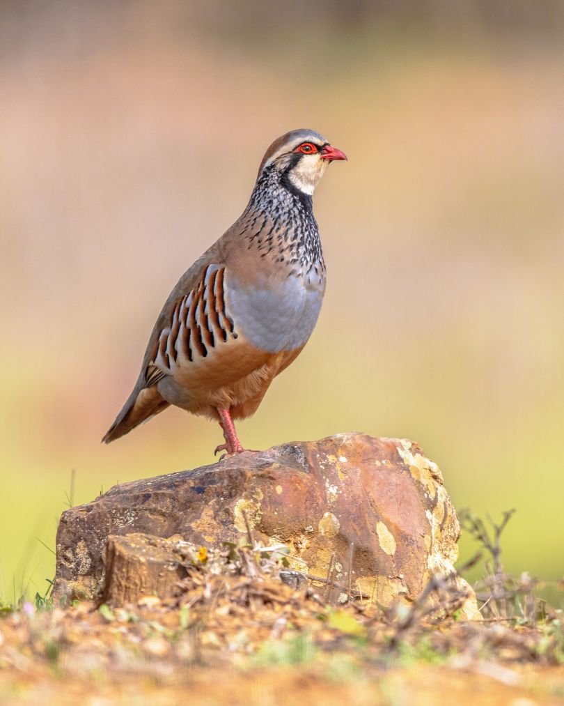 historia caza y alimentación