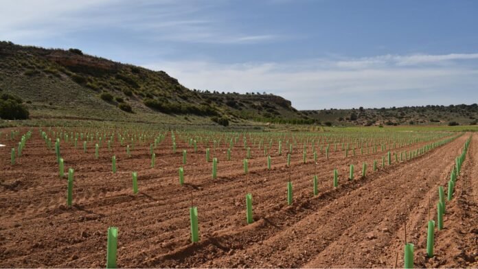 recuperación biotipos de vid