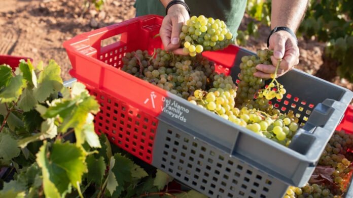 del álamo family wines