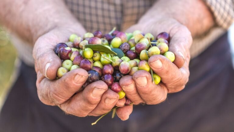 precio del aceite de oliva 2026