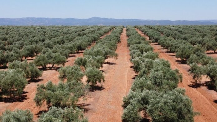 Superficie de olivar en Castilla La Mancha