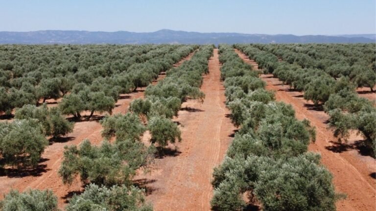 Superficie de olivar en Castilla La Mancha