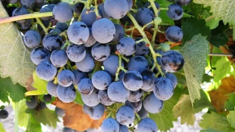 Nace en Madrid el 1er Salón de Variedades Rescatadas: la respuesta del vino español al cambio climático