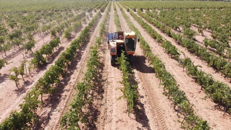 vendimia-castilla-la-mancha-prevision-cooperativas