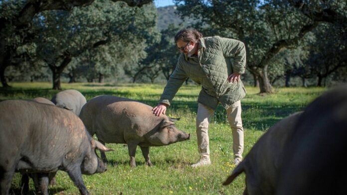 Manuel Maldonado con sus cerdos ibéricos