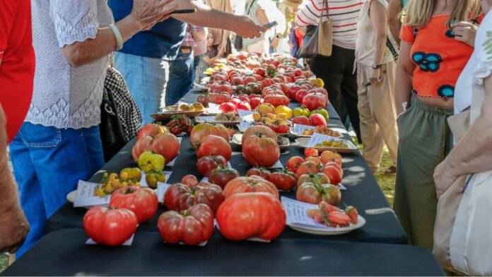 Tomate Negro del Escorial, ganador de la Feria Nacional del Tomate Antiguo 2026