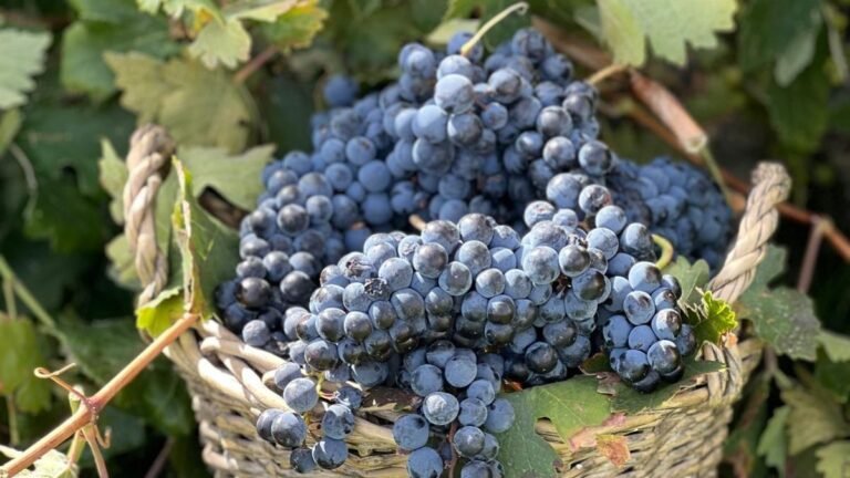Bodegas Martúe propone vivir la vendimia desde dentro en Toledo