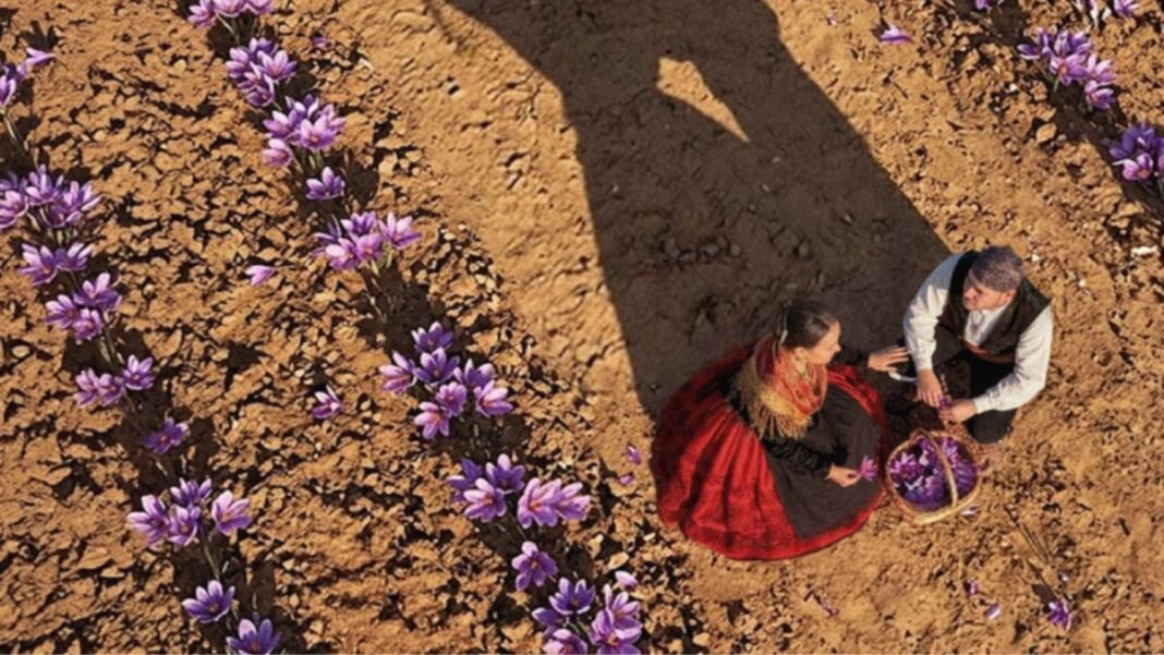 Fiesta de la Rosa del Azafrán 2026