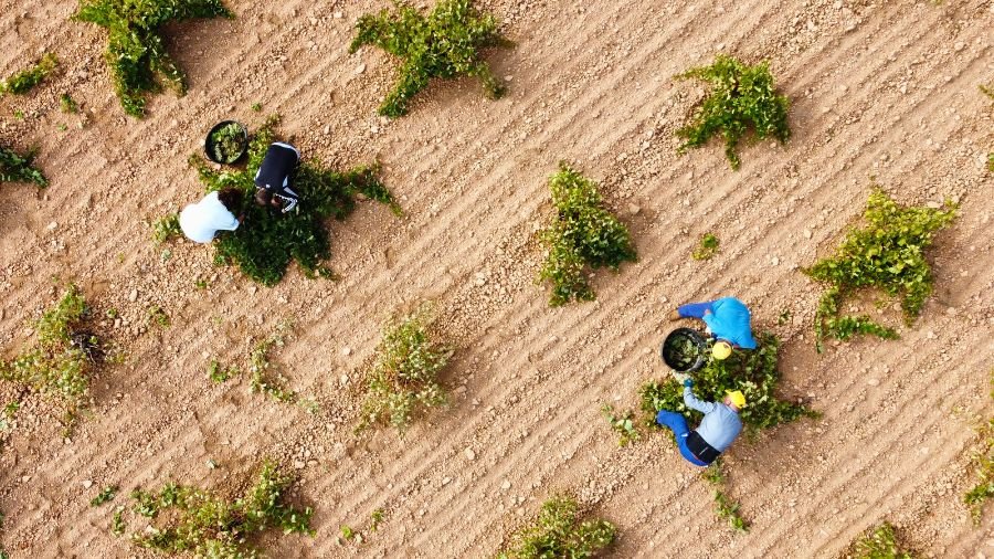 trabajo sector vitivinicola