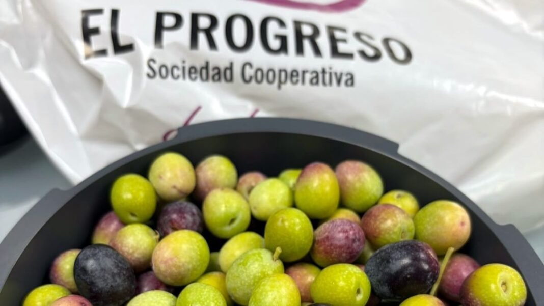 El Progreso prevé 10 millones de kilos de aceituna y adelanta la cosecha