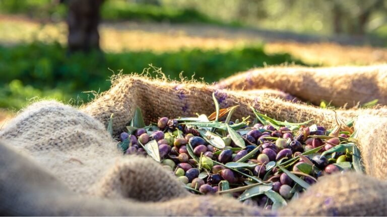 Aceitunas recién recogidas durante la campaña oleícola