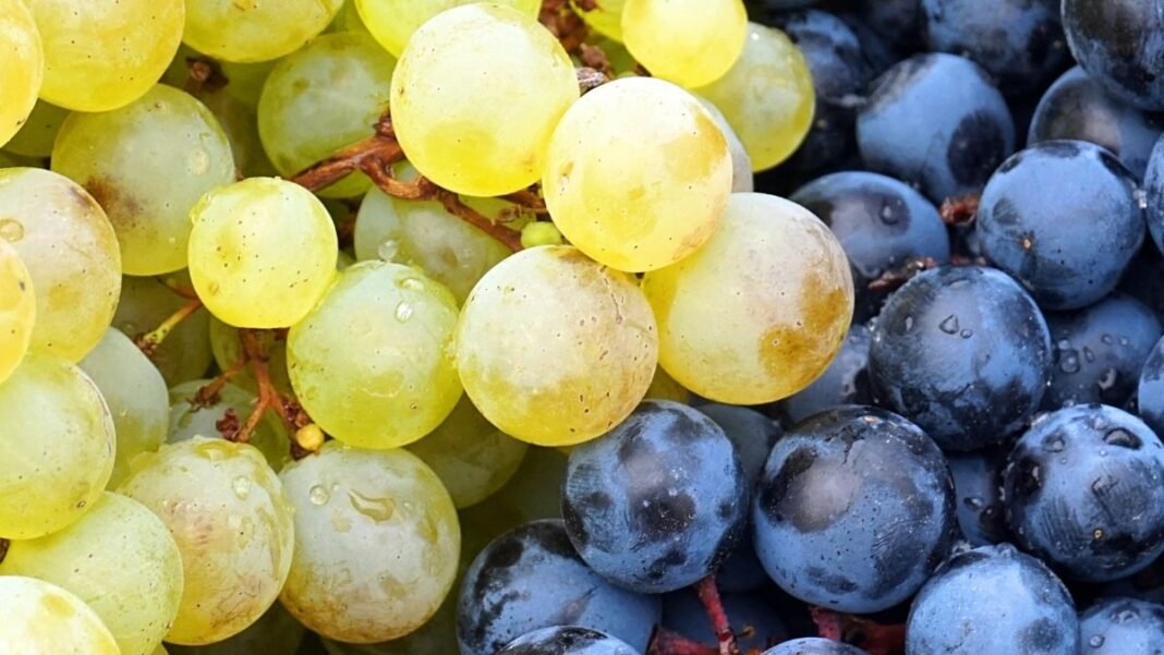 variedades de uva en España